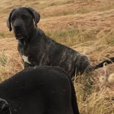 Harika Disi Blue Tiger Cane Corso Yavru Son Yavrumuzdur Safkan Tum Asilari Yapilmistir Canecorso In 2020 Cane Corso Betta Fish Aquarium Fish