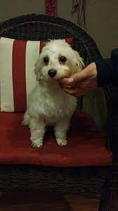 Located in southern nj this is adorable bentley. Freehold Nj Maltese Meet Mable Is A Morkie A Pet For Adoption