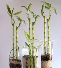 With its intricate stems and notable resiliency, lucky bamboo makes a perfect indoor plant. How To Care For Lucky Bamboo House Plants 8 Steps