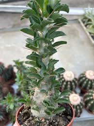 Image result for Pachypodium saundersii