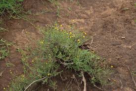 Image result for Pentzia incana