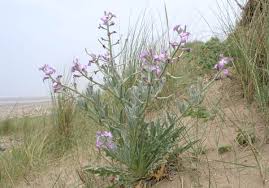 Image result for Matthiola