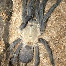 It has hairy stems, is either prostrate or ascending, with dull green leaves that are one of petiolate, serrate, ovate (rounded) and usually wider than long. Pamphobeteus Sp Chicken Spider Tarantula Forum