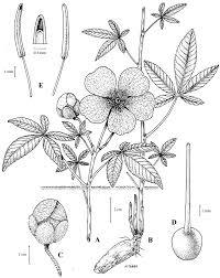 Image result for Rytigynia sp. M