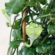 Image result for Ceropegia papillata