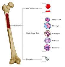 Bone Marrow Medical Laboratory Science Medical Laboratory Hematology