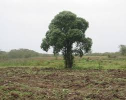 Image result for Warburgia ugandensis