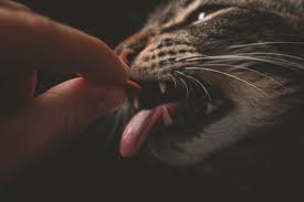 Indoor cat foods should be specifically formulated for this purpose. The 4 Best Cat Food For Indoor Cats The Best Guide In Buying I Love My Sweet Cats