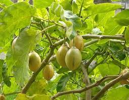 To help you identify fruit trees, here are each type's quick descriptions and some examples: Can Anyone Identify This Fruit Bearing Tree Gardening Landscaping Stack Exchange
