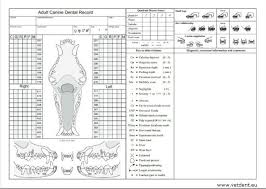 Canine Dental Chart Numbers Bedowntowndaytona Com