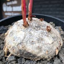 Image result for Eriospermum mackenii