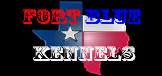 Xl american bully puppies for sale. American Bully Xl And Standard Texas Premier Bully Breeder Make Reservations For A Puppy Upcoming Breedings