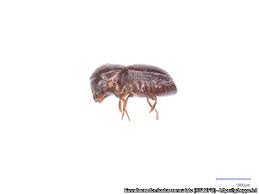 Image result for Bussea xylocarpa