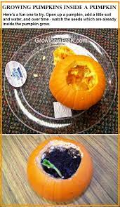 The Pumpkin Project Revisited Growing Pumpkins Pumpkin Science Pumpkin