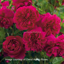 Check spelling or type a new query. Thomas A Becket Rosen Online Kaufen Im Rosenhof Schultheis Rosen Online Kaufen Im Rosenhof Schultheis