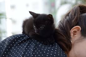 Top 38 funny cats and kittens pictures. 5 Fascinating Facts About Black Cats