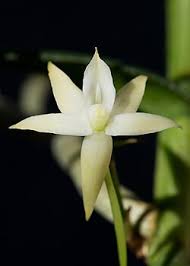 Image result for Angraecum cultriforme
