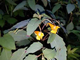 Image result for Impatiens psychadelphoides