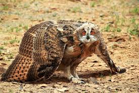 Image result for Bubo