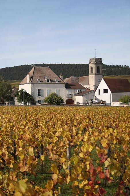 Pommard Vineyards Côte de Beaune
