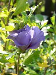 Image result for Hibiscus syriacus Violet Clair Double