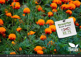 We did not find results for: Marigold Plant Aster Vender Plants And Trees