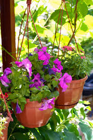 Image result for foto surfínie