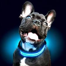 The 25 Best Led Dog Collars Of 2020 Pet Life Today