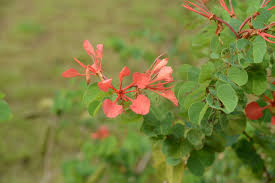 Image result for Tetradenia galpinii