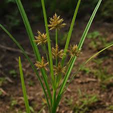 Image result for Cyperus articulatus