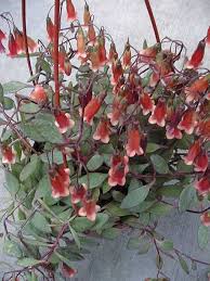 Image result for Kalanchoe uniflora