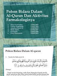 Rasa buah bidara yang asam manis tak memengaruhi manfaat yang dimilikinya. Pohon Bidara Dalam Al Quran Dan Aktivitas Farmakologinya