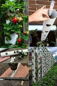 Wir zeigen wie man ein erdbeerroh… Erdbeeren Pflanzen In Diy Containers So Geht S Erdbeeren Garten Erdbeeren Pflanzen Pflanzen