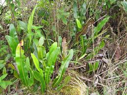 Image result for Elaphoglossum aubertii