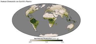 the carbon cycle and the nitrogen cycle