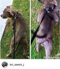Bully Max 1 Rated Dog Food Muscle Supplements Bully Max Big Dog Collars Dogs