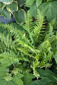 Image result for Ficinia filiformis