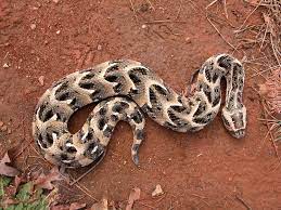Puff Adder Venomous Snake Species Found In Africa And The Southern Arabian Peninsula Cute Reptiles Reptiles Beautiful Snakes