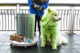 Read brightly colored dog food is designed to appeal to humans, not dogs. Dog Fur Dye Read This Guide Before You Try For Expert Tips And Recs