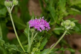 Image result for Erlangea