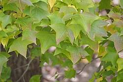 Image result for Liquidambar formosana