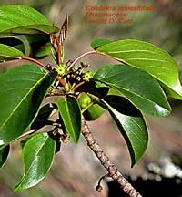 Image result for Costularia