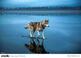 toilet paper roll peacock peacock crafts toilet paper roll crafts paper roll crafts