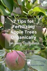 (tree age is the number of years since the tree was planted in the home garden.) 7 Tips For Fertilizing Apple Trees Organically For Long Fruitfulness