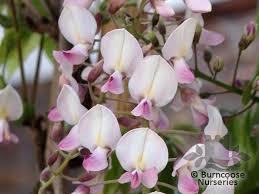 Other common names pink japanese wisteria. Wisteria Floribunda Rosea From Burncoose Nurseries