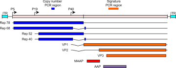 Image result for Blue 1998 AAV