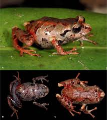 Image result for Pristimantis bambu