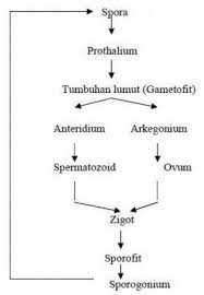 Check spelling or type a new query. Generasi Sporofit Pada Tumbuhan Lumut Adalah Generasi Yang Menghasilkan Cara Golden