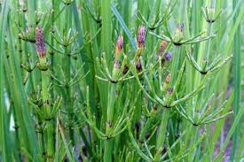 Image result for Hydrothauma manicatum