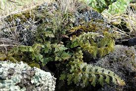 Image result for Asplenium aethiopicum